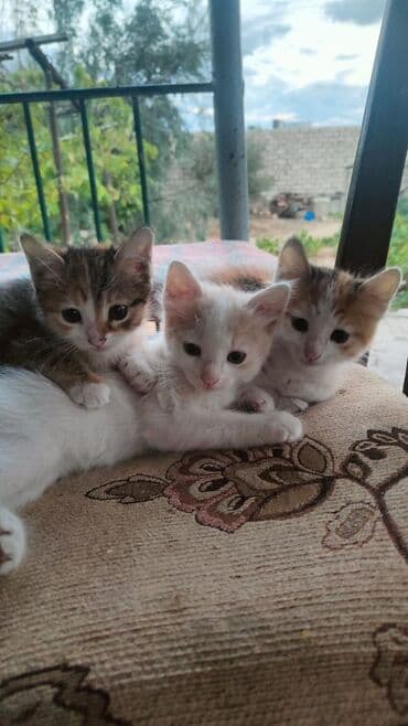 pişik şəkili: Türk anqora, Yaxşı əllərə — 3