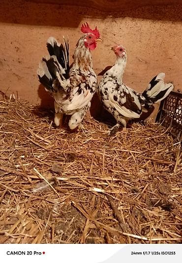 balaca ev itleri: Dovşanlar Erkey dişi cütü 15 azen yaponkalar cüt 30 azen fərq yumrtyur — 5