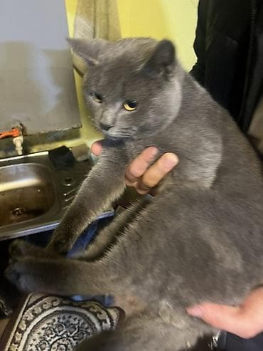 Pişiklər: Rus mavi, Yaxşı əllərə — 5