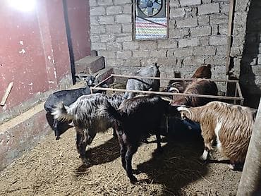 keçilər: Super damazliq heleb ve turk kecilermiz geldi kime maraqlidsa zeng — 6