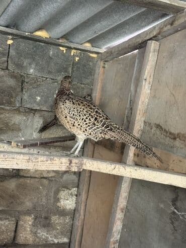 tutulma qus: Damazliq Disi qirqovullar — 2