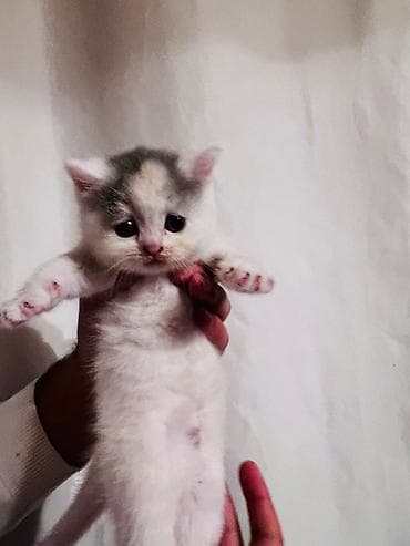 Şotland yastı qulaq — 4