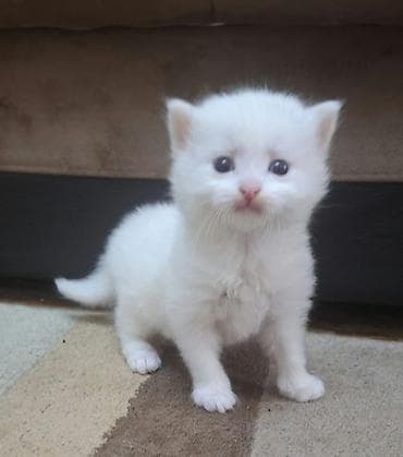 британская шиншилла баку: Шотландская — 2