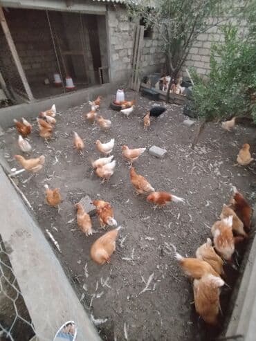 liqorin toyuqlar: Toyuq, Ətlik, Ödənişli çatdırılma — 3