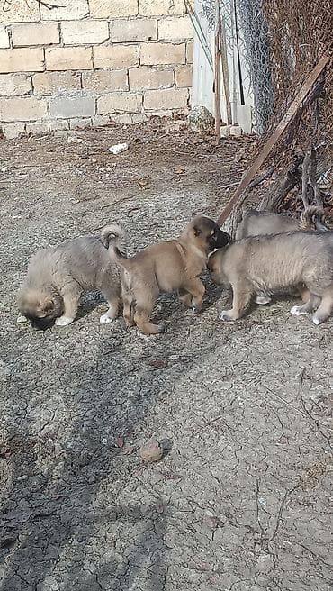 xasqi balaları: Kanqal — 5