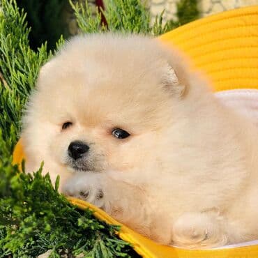 canavar balasi satilir: Şpitz — 5