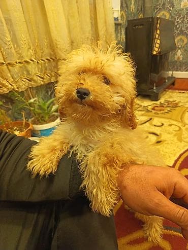 kaski itleri: Pudel, 3 ay, Dişi, Peyvəndli, Ünvandan götürmə, Pulsuz çatdırılma, Ödənişli çatdırılma — 5