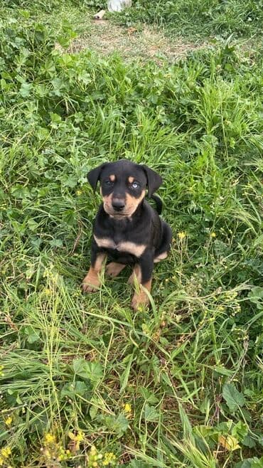 İtlər: Doberman, 2 ay, Erkek, Peyvəndli, Ünvandan götürmə, Ödənişli çatdırılma, Rayonlara çatdırılma — 1