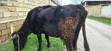 berde mal bazari: 4 aylıq dişi balanan 8 l südlə satılır.Yağlıdı 3 cü qarındı.Bəhərində — 1