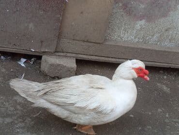Qazlar: Muscovy ördəyi (ağ rəngli) - Cins: Muscovy (hind ördəyi) - Rəng: Ağ — 1