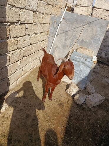 sort keciler: 2 BAŞ BOQAZ HEYVANDİ TÜRK HELEBİ VE SANEN HELEB MELEZİ İKSİDE TEKESİNİ — 3