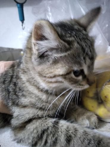 pisik almaq: Tabbi, Yaxşı əllərə — 1