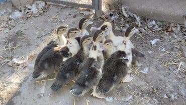 дом для собак: Ördəklər — 1