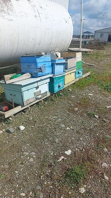 3 tekerlekli motor: Sənaye elektrik mühərriki və kasnaklı reduktor bloku - Tip: Elektrik — 4