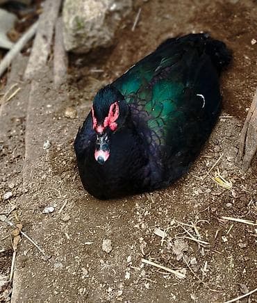 Quşlar: Amerkan zumruduler satilir cutu 70 azn erkeyler tek 50 azn — 2