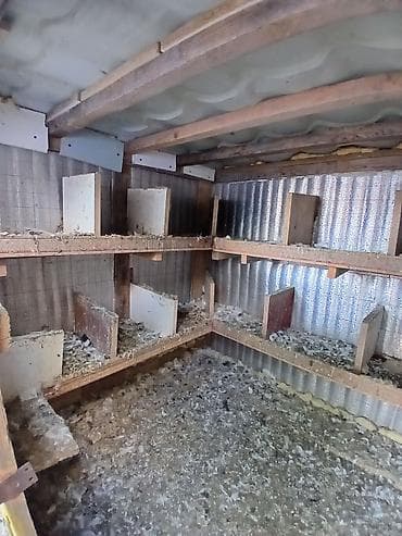 Heyvanlar üçün mallar: Taxta Quşxana 30 40 ədəd quş tutur - Material: ağac karkas, daxili — 3