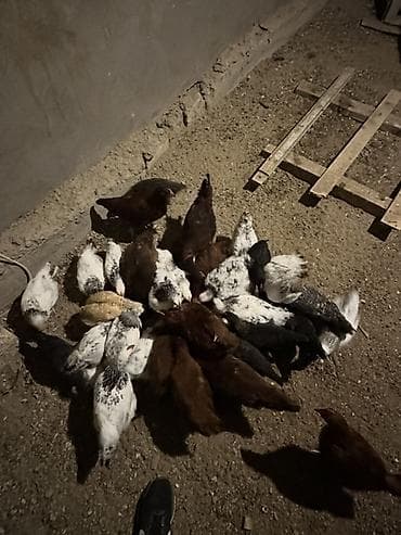 куры тоджон: Куриные цыплята, Для мяса — 1