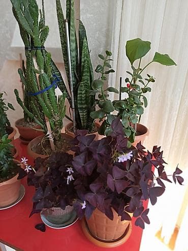 Букетные цветы: Ev otaq gülləri – bir neçə növ 5-50 manat arası qiymət - — 6