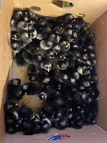 bildircin cucəsi: Toyuq cücələri, Ətlik — 2