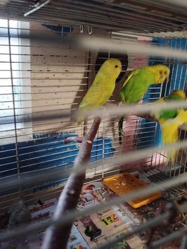 Gəmiricilər: Cüt papuqaylar 1 bala ana ata real alıcıya razılaşma olacaq buyurub — 3