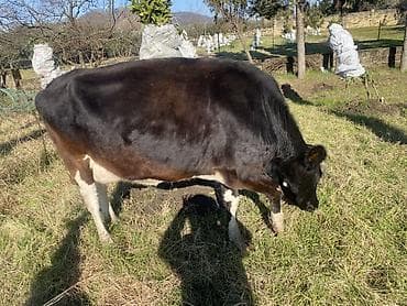 mal qoyun: İnək 1 həftəlik balası ilə satılır(balası dişidi).15-20 litr süd — 2