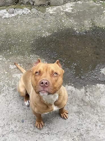it pitbull: Pitbul, 1 il, Erkek, Peyvəndli — 5