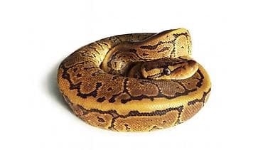 şamo beçə: Предлагаю к продаже здоровых и активных детёнышей королевских питонов — 3