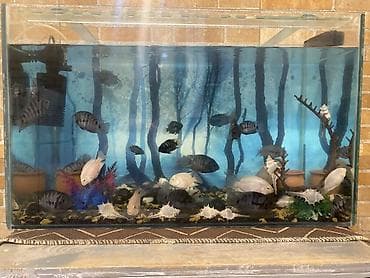 akvarium baliq bazari: Salam . Akvarium Və balıqlar bir yerdə satılır.100 manat. Çixlet — 1