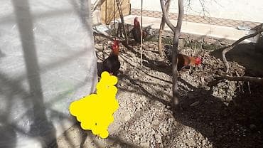 xoruzdar: Məhsul: Xoruzlar çilli xoruz satilib qırmızı xoruzdardır alimda qalan — 2