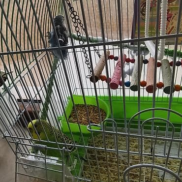 quş yuvasi: Quşlar üçün nəzərdə tutulmuş yaşıl rəngli, günbəz formalı qəfəs. Qəfəs — 2