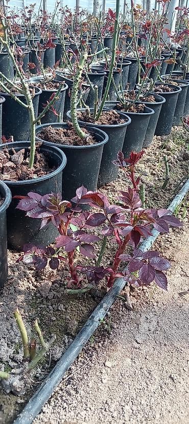 gul ağacı: Qızılgül fidanları – qablarda • Növ: peyvənd olunmuş qızılgül kolları — 2