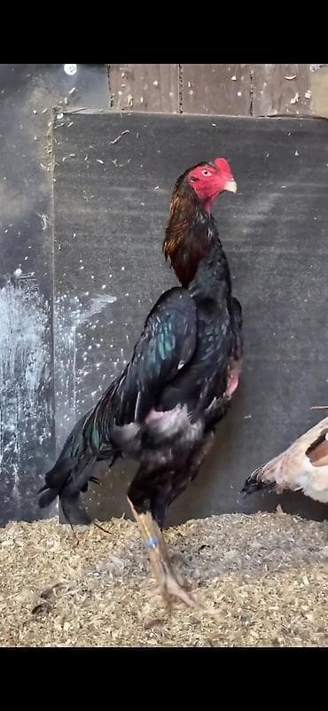 Digər heyvanlar: Toyuq, Damazlıq — 2