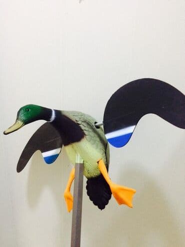 bakıda ovcu mağazaları: Qenedvuran ordek — 2