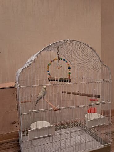 quş qəfəs: Tecili satilir mehebet qusudu erkekdi qefesi aksesuarlari ustunde — 3