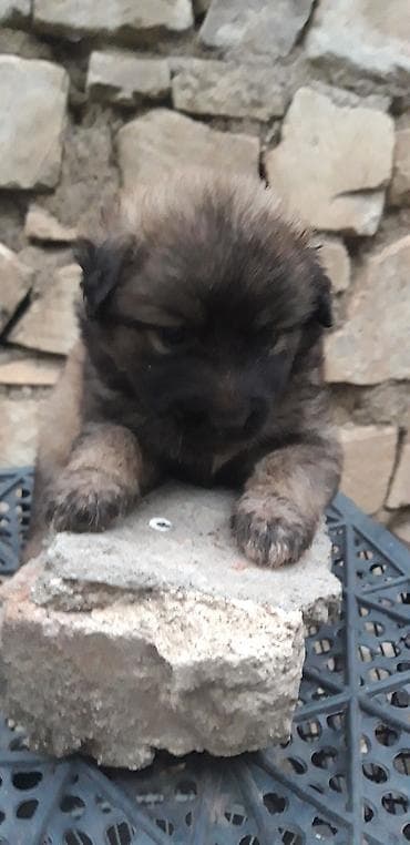 ucuz itleri: Zvonok, 2 ay, Peyvəndli — 2