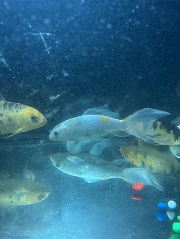 gence akvarium: Koi, Sülhsevər — 2