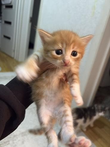 отдам котят в хорошие руки бесплатно: В добрые руки, Самовывоз — 4