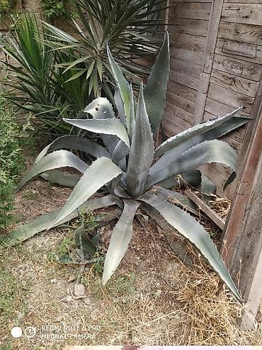 Aqava (Agave americana) – dekorativ sukulent - Növ: Agave americana