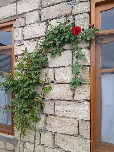 qara qizilgul: Növ: Qabda əkilmiş qızıl gül kolları, sarmaşıq qızıl gül növüdür. Çox — 4
