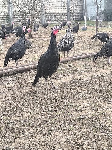 Məhsul: Hinduşka sürüsü Unvan Bine qesebesi.fereler diri cekisi 4 kilo lalafo.az -da Məhsul: Hinduşka sürüsü Unvan Bine qesebesi.fereler diri cekisi 4 kilo