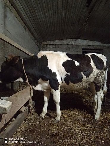 Qaramal – qara-ağ rəngli, sağlam bədən quruluşlu - Növ: inək/cavan — 6