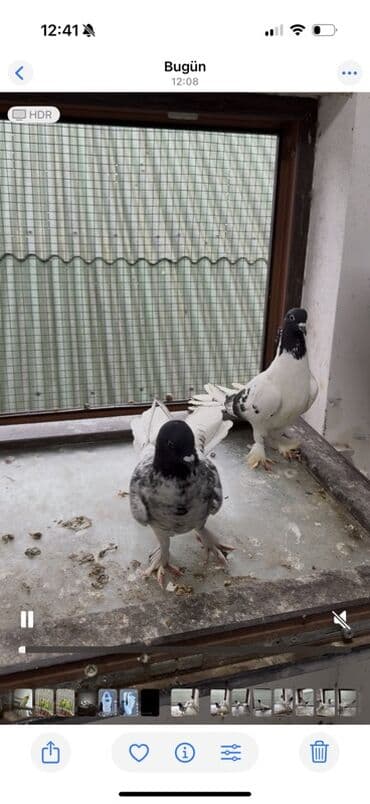 sesar quşu: Goyercin qarabaslar badam hazir cut 16 17 tukler tam saqlam — 2