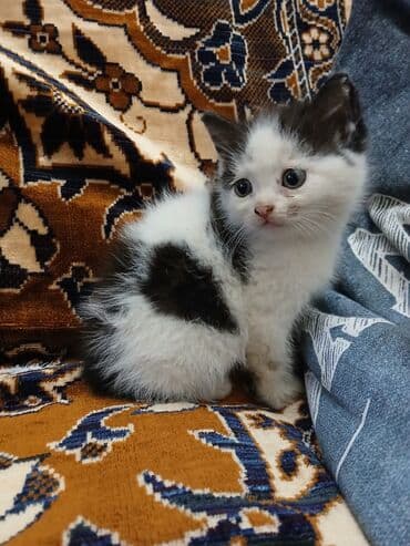 белый котенок в добрые руки: В добрые руки — 5
