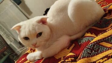 Şotland yastı qulaq, Dişi, Yaxşı əllərə lalafo.az -da Şotland yastı qulaq, Dişi, Yaxşı əllərə