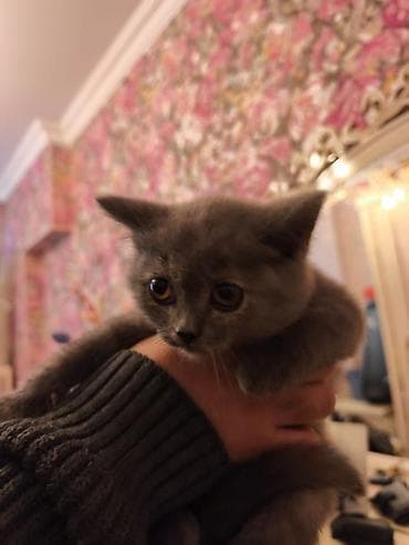 pişim: Britan — 10