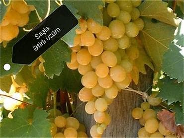 zeytun tingləri: Üzüm tingləri satılır 070 2223552 zəng və vatsap Bakı Sumqayıt — 10