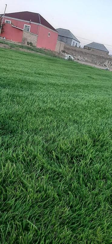 qazon picen: Salam qazon sifarisi catdirilma ve yere serilmesi unvana ve kvadrata — 5