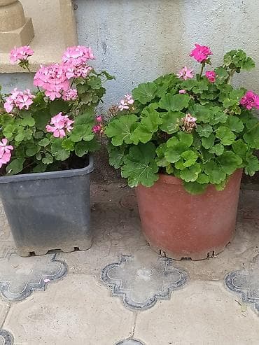 ev gülleri ve adları: Qapalı məkan üçün iki ədəd saksı bitkisi - Bitki 1: Tikanlı gövdəli — 5