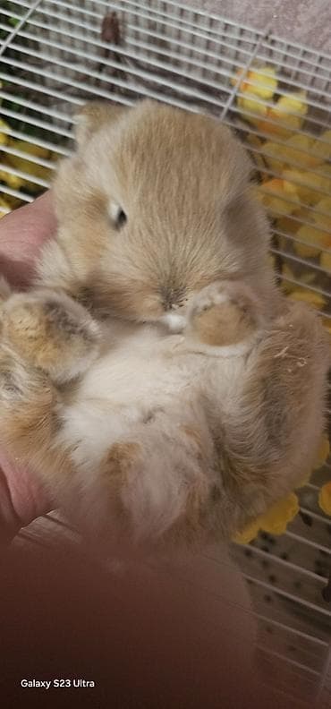 doberman qiyməti: Holland Lop cinsli balaca dovşan dişi baladı 2 aylığdı baxa bilmirəm — 3
