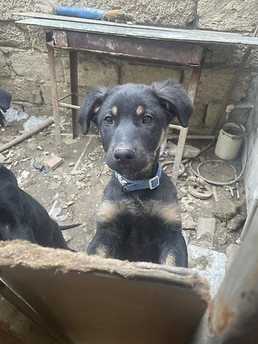 ayi sekilleri: Labrador-retriver, 7 ay, Peyvəndli — 4